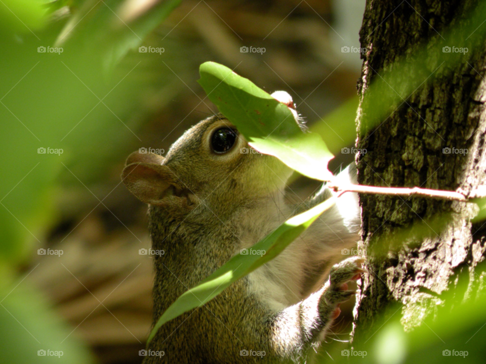 florida leaves squirrel sunlight by cwassi