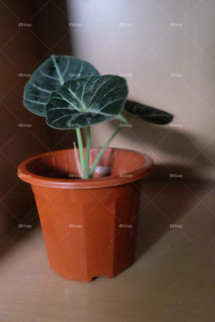 Alocasia Black Velvet Plant In A Vase