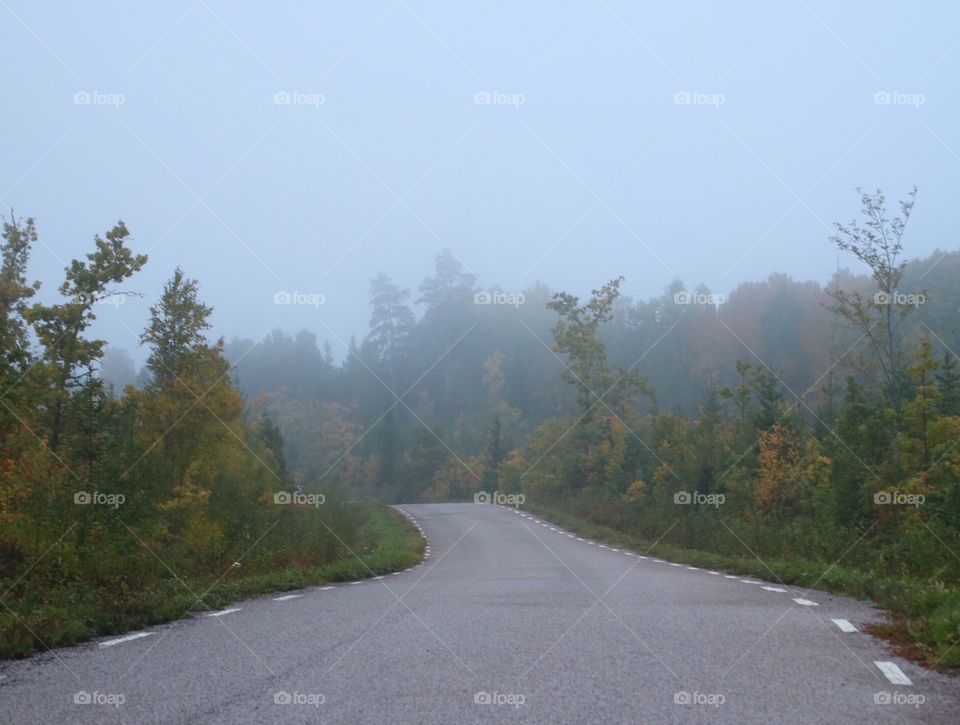 Foggy road