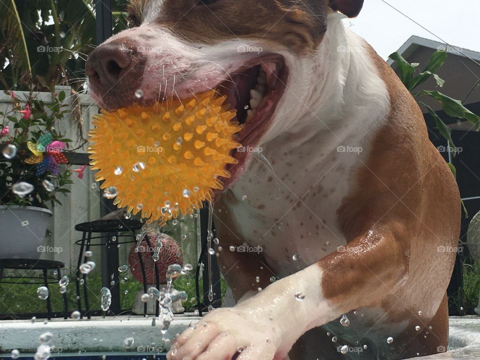 Dog with orange ball playing in a pool