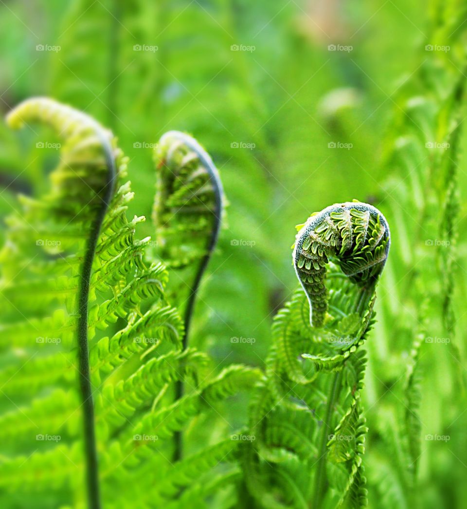 Lush green fern frond uncurling