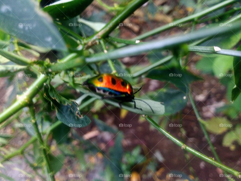 Insects with beautiful colors