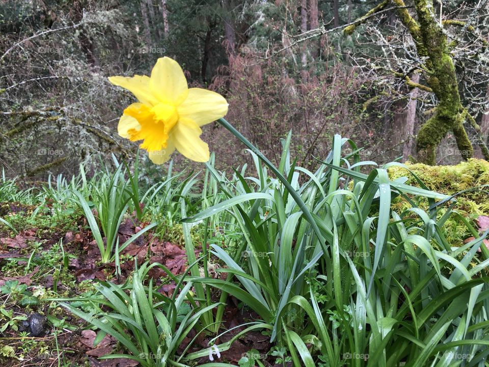 Daffodil in the woods