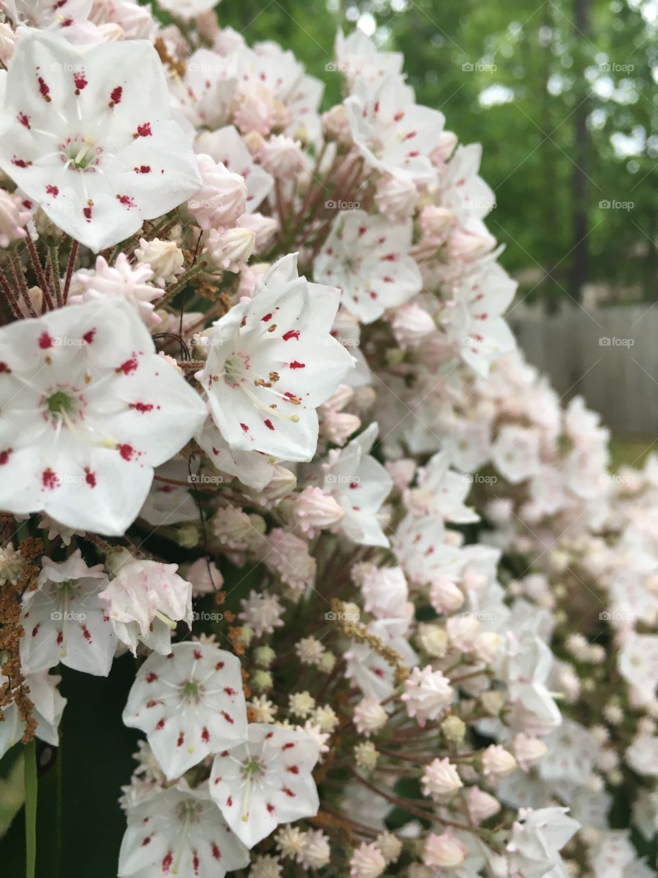 Mountain Laurel 