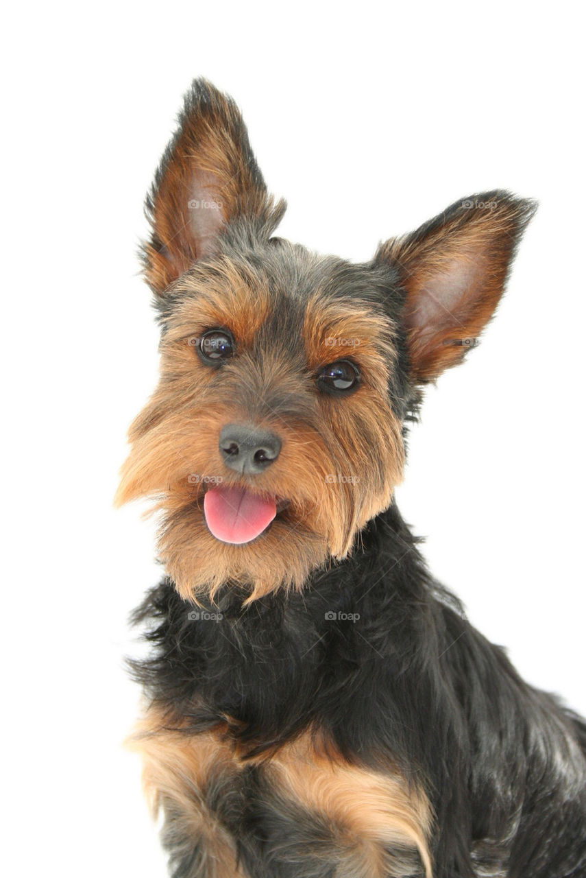 Yorkie