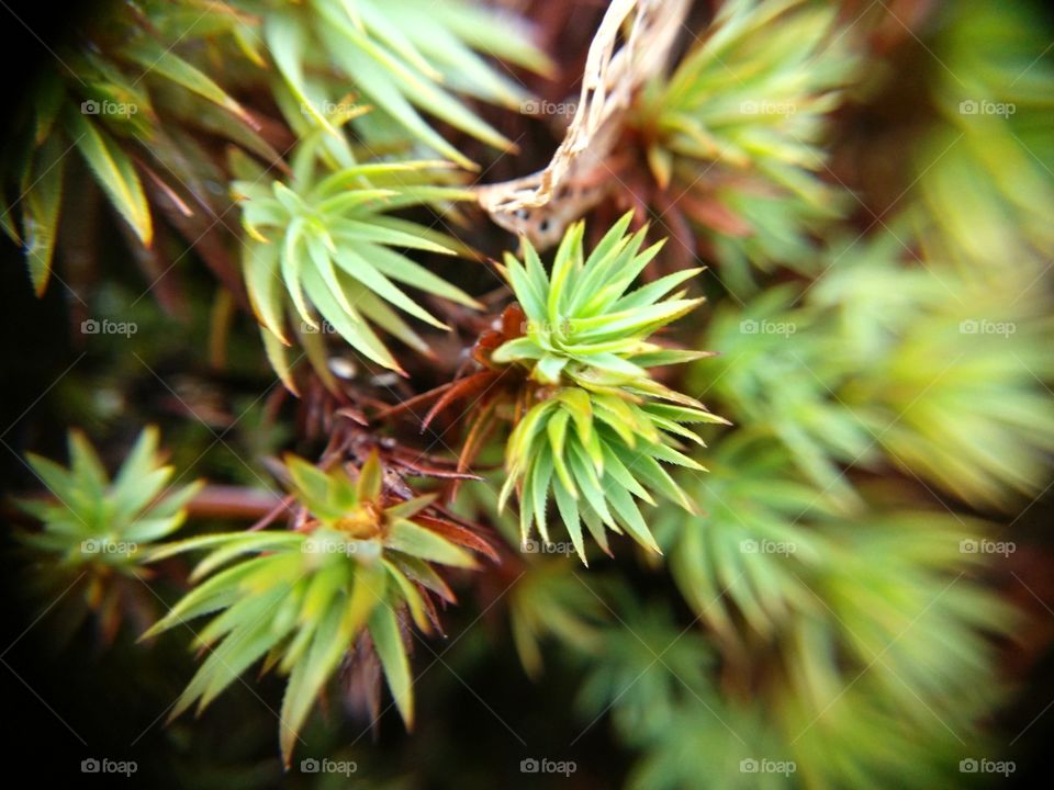 Picture taken with my smartphone and macro lens.