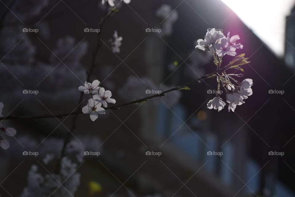 Flower, Cherry, Branch, Nature, Flora