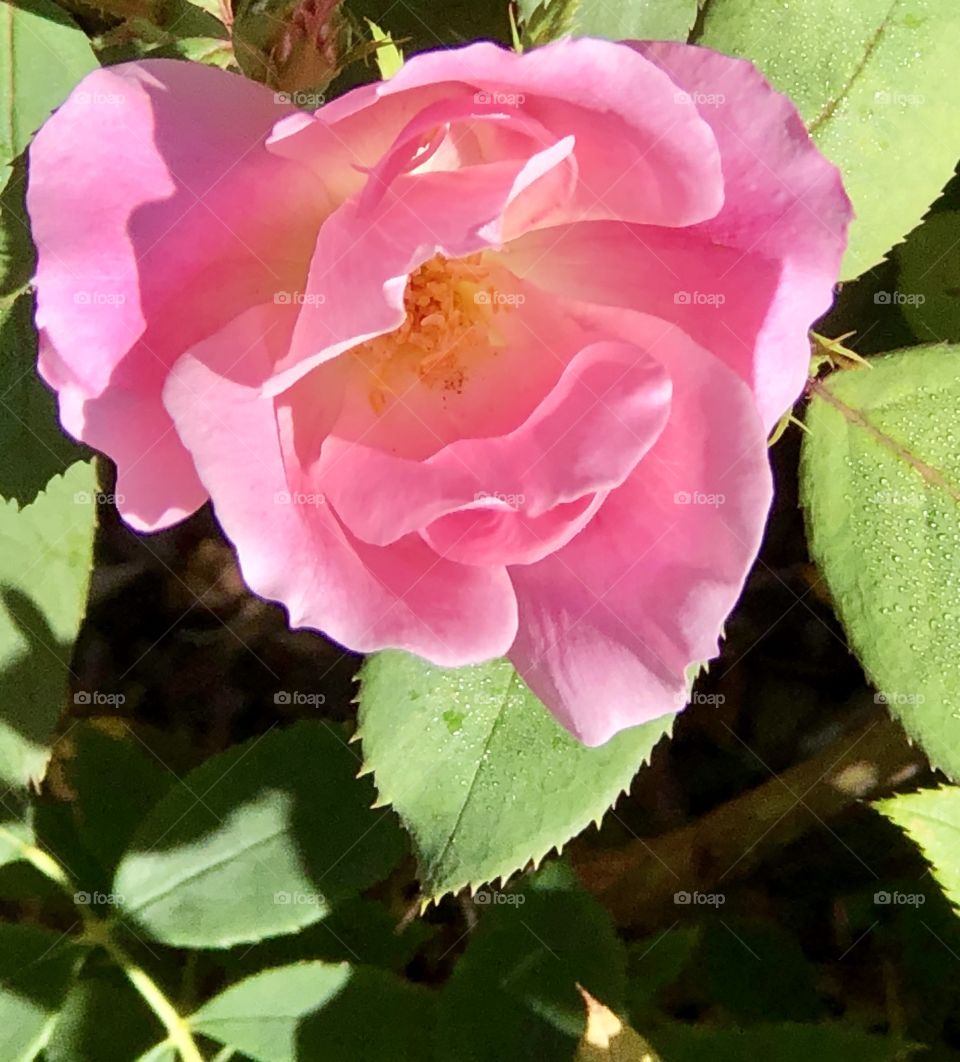 Pink rose 