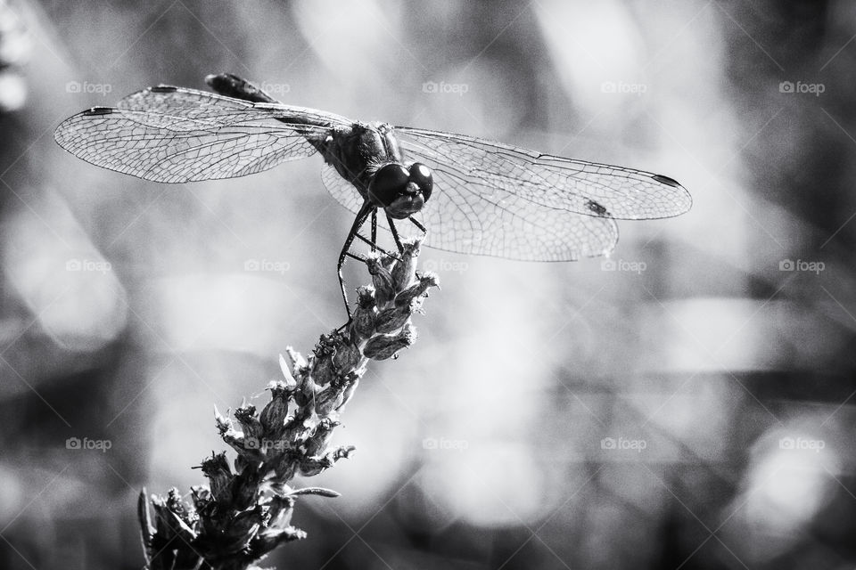 Black white view of the dragonfly.