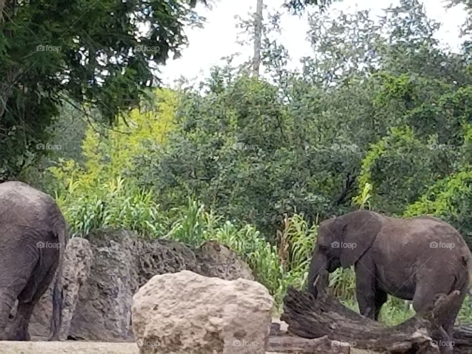 A duo of elephants make their way across the plains.