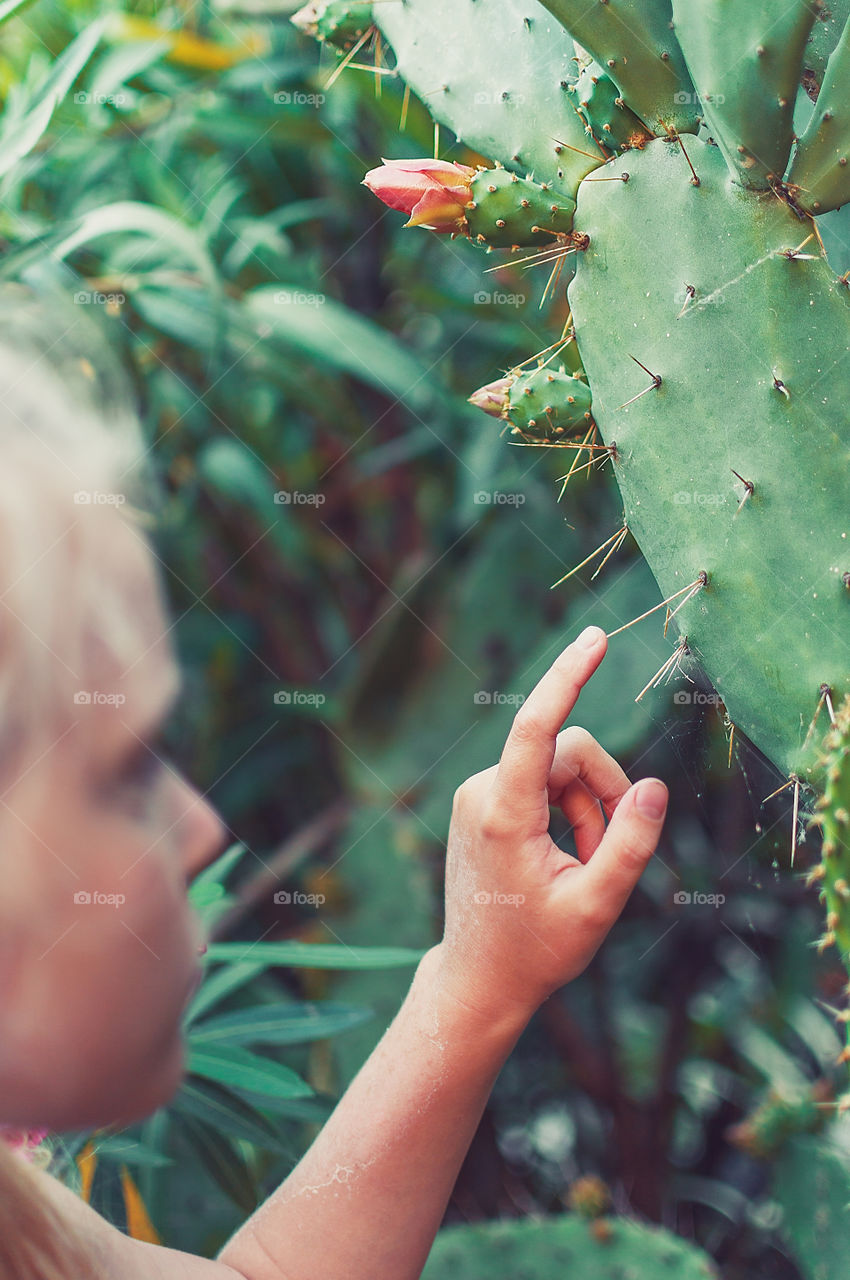 Sharp succulent, cactus, dangerous