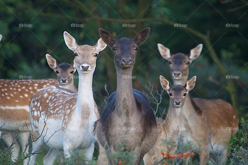 nature wood animal funny by KathOnEarth