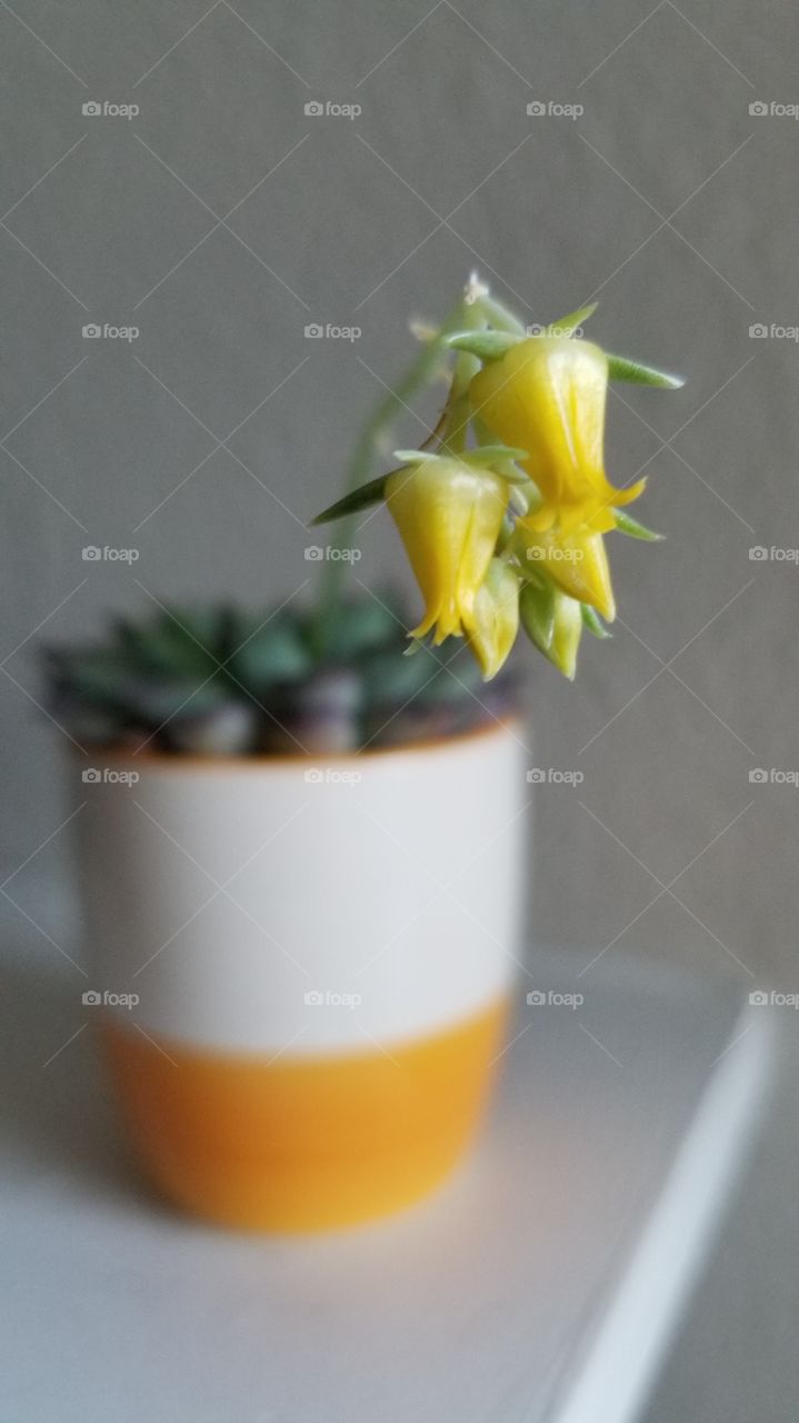 Flowering succulent