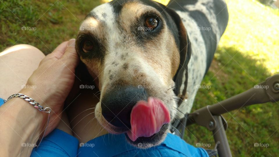 Hound with tongue sticking out