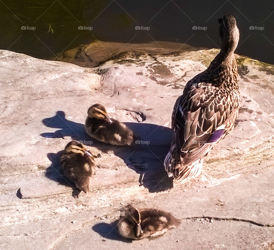 ducks babies mom stone water sun