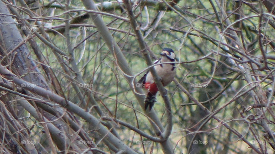 Great spotted woodpecker 