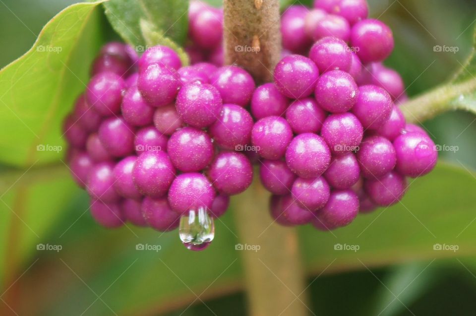 Berries up close with raindrop