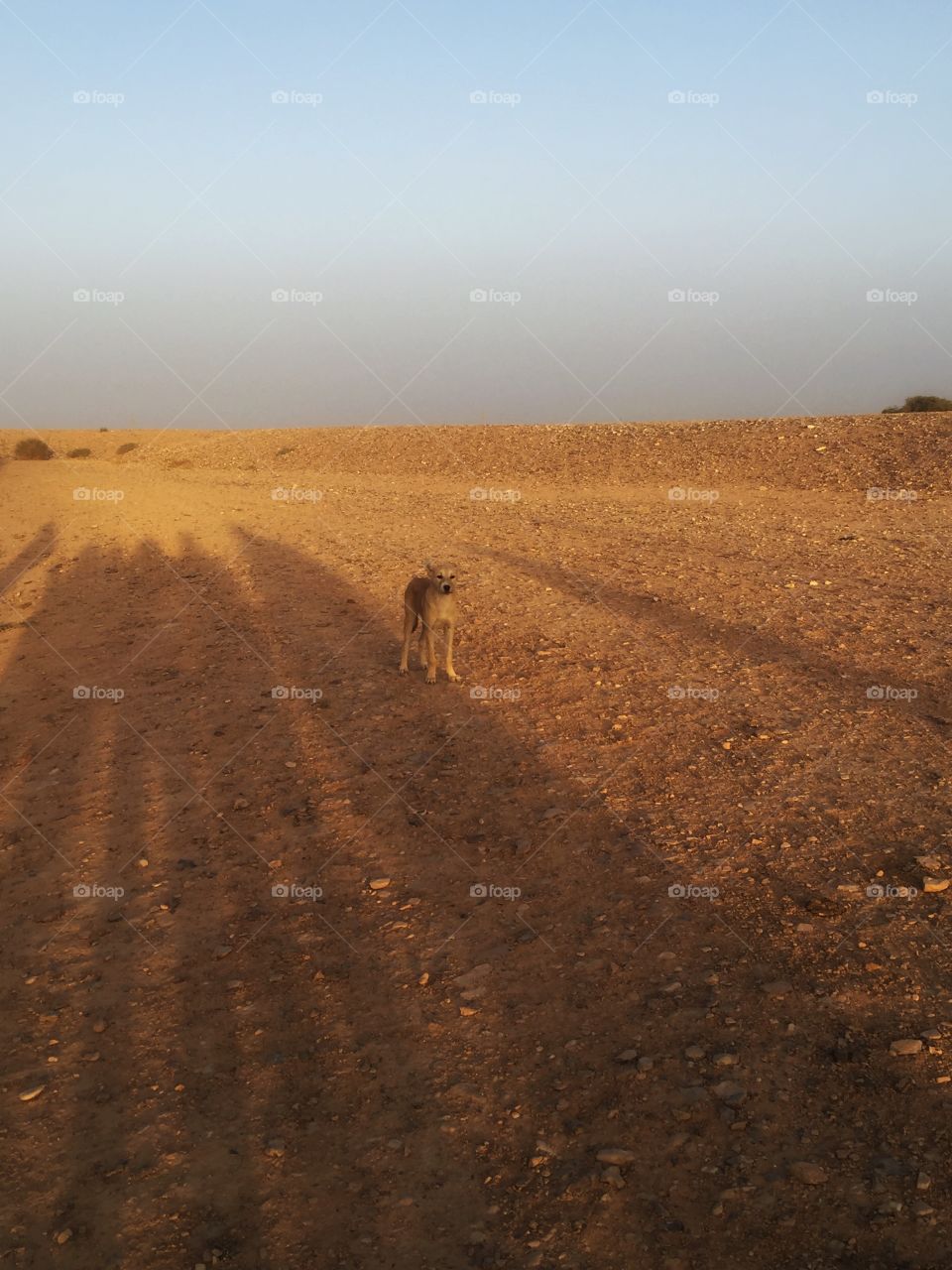 Dog in the desert 