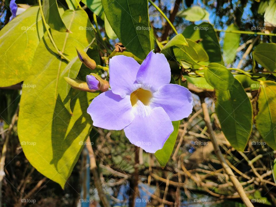 Beautiful Flower, Lovely Plants, Portrait of Plant ☘️