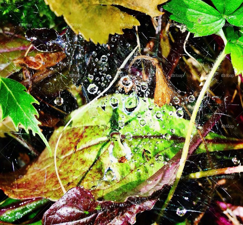 Rain on cobweb over leaves