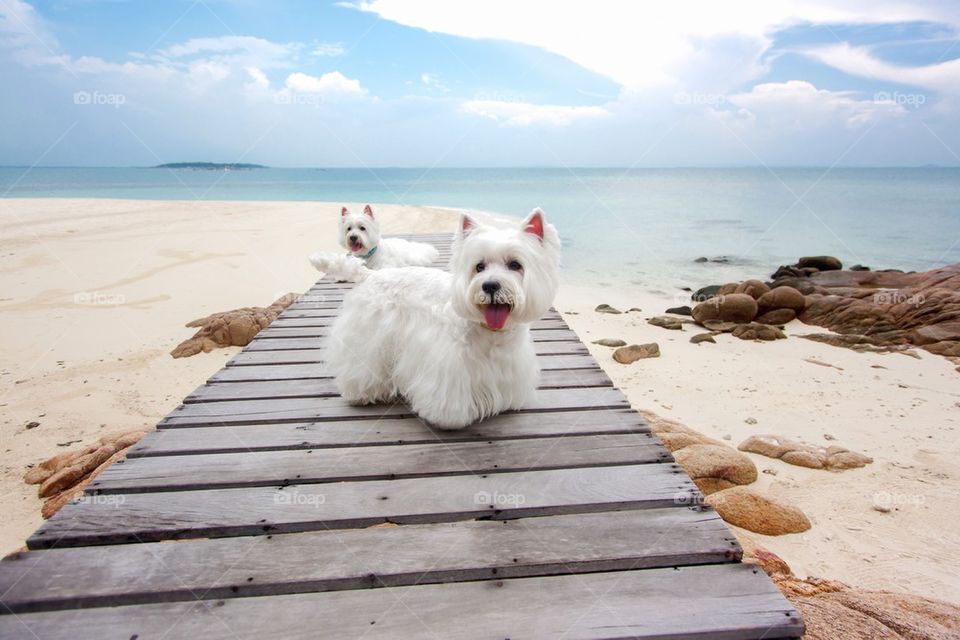 Couple westies dog on the beach