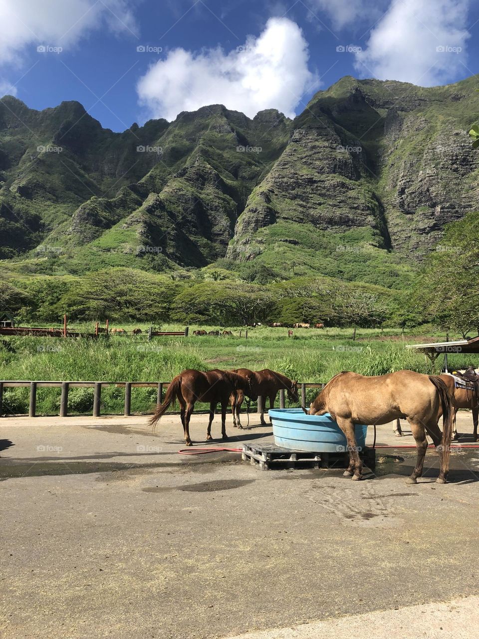 Horses and mountains 