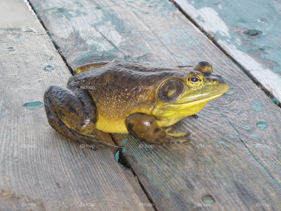 Deck frog 