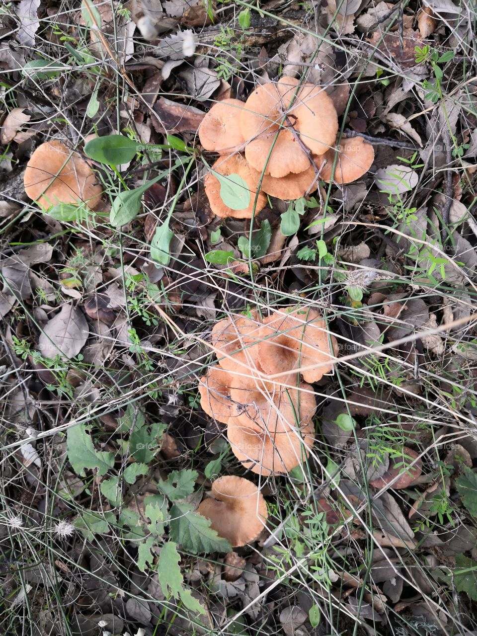 Mushrooms & Leaves Floor, Nature, Castelo de Vide, Portugal