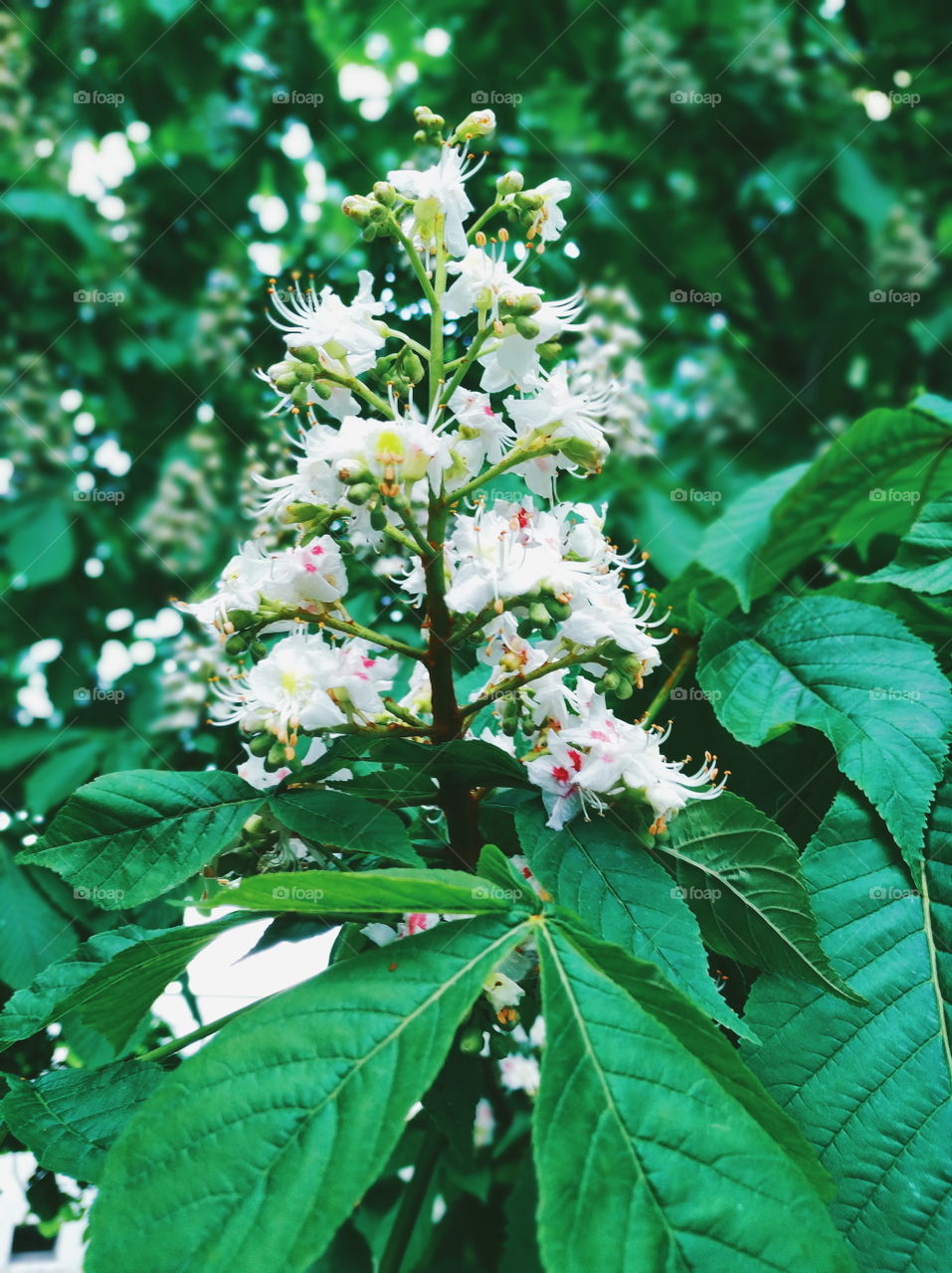 blooming chestnut