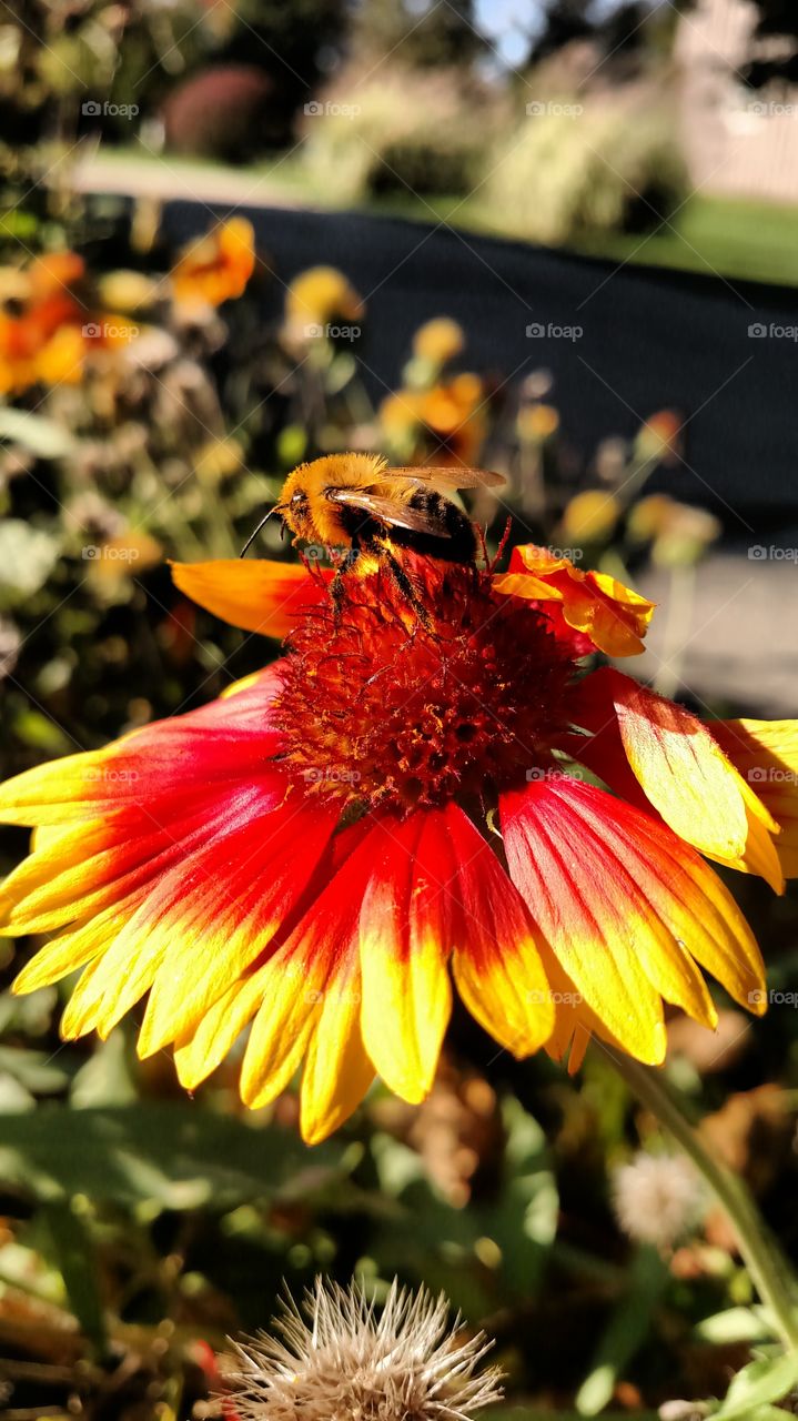 Beautiful Bees