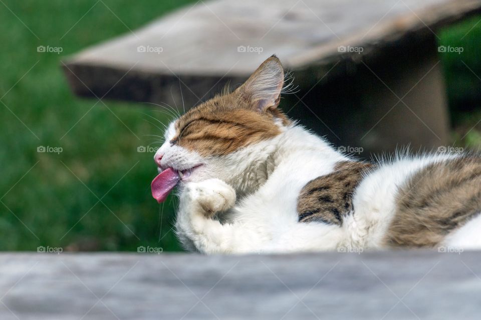 Cat lying on bench