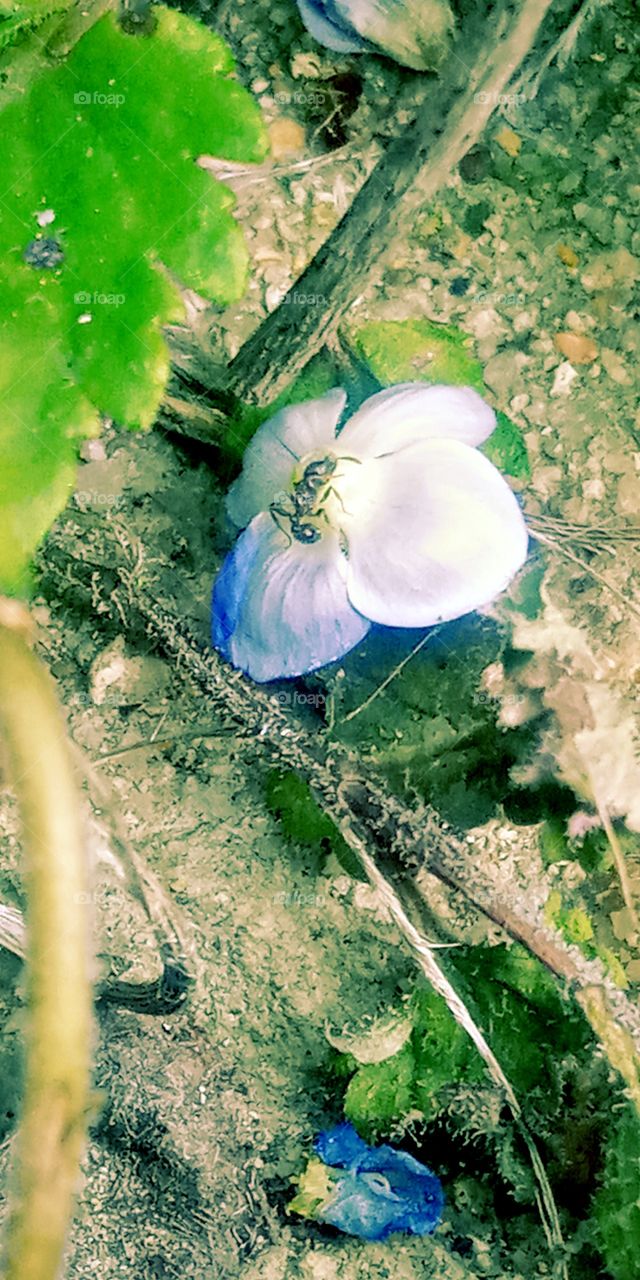 The little black ants laying on the top of the falling flower enjoying  its rest in this sunny weather of spring season