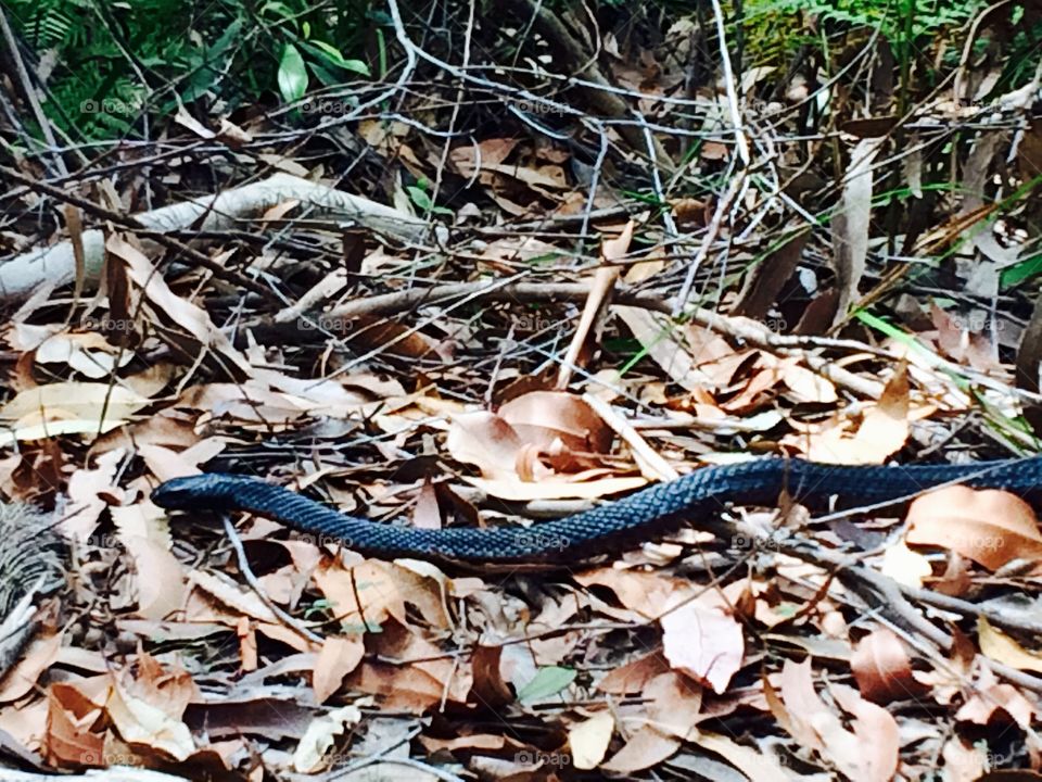 Brownbelly black snake
