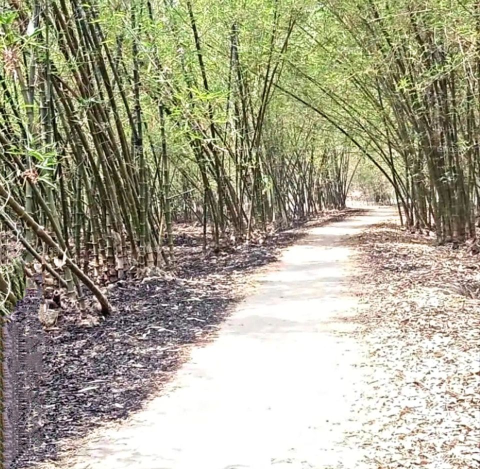 August 15th 2023,  A beautiful and attractive view of the village road.