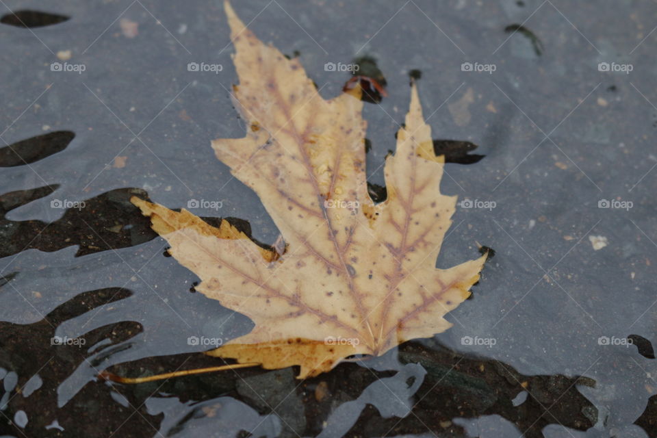 Wet leaf