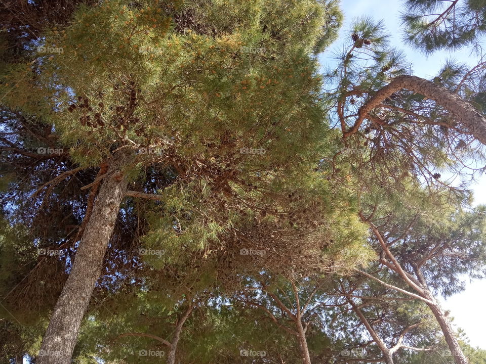 Mediterranean trees