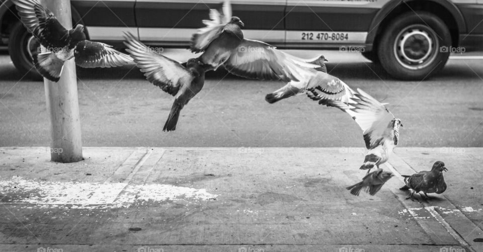 MOOOOOOOAAAR BIRDS. THE CONCEPTION