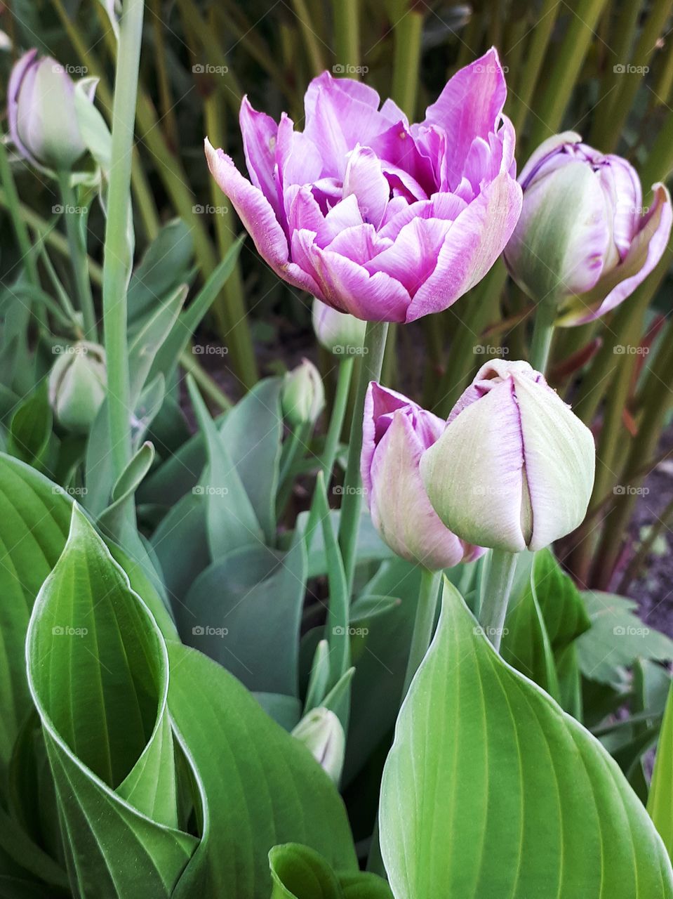 tulip "lilac perfection"