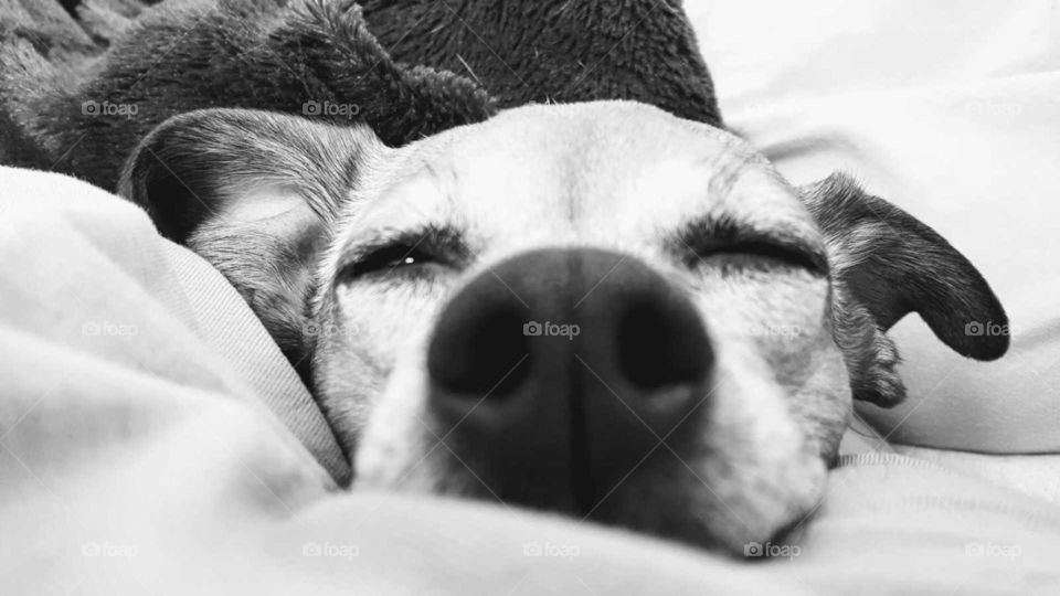 Adorable black and white of a dog's face