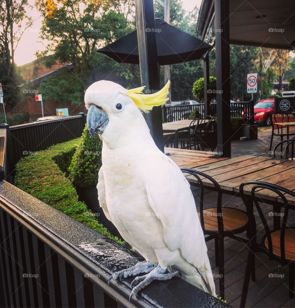 Hey there matey! Cockatoo on a fence 