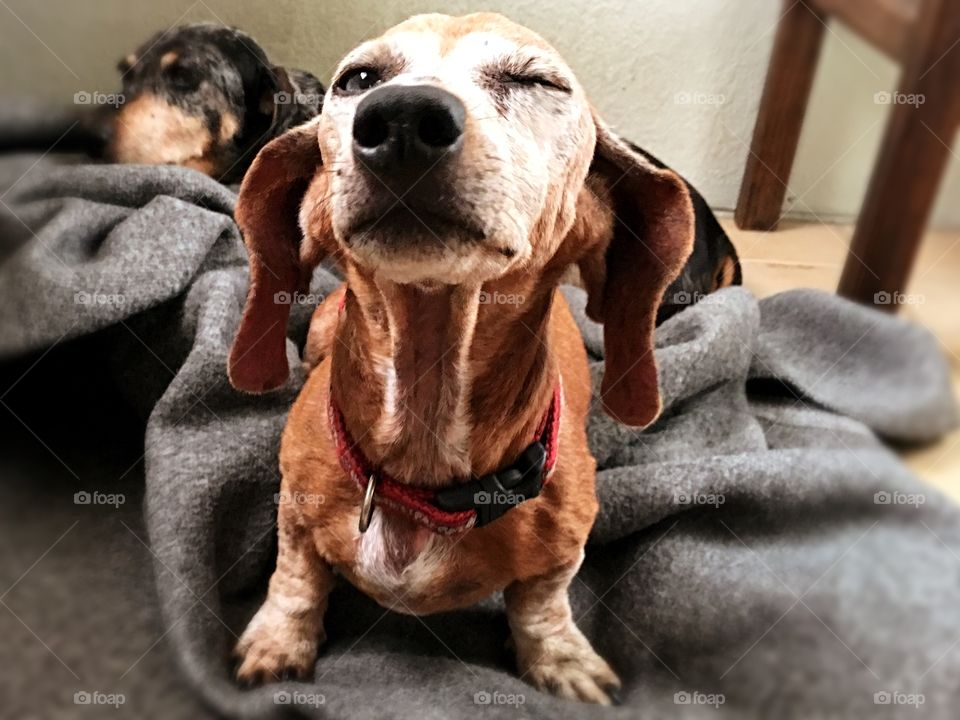 Miniature dapple dachshund with one blue eye and one brown eye winking. 