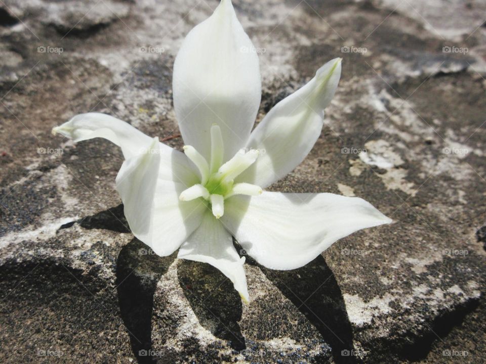 white flower