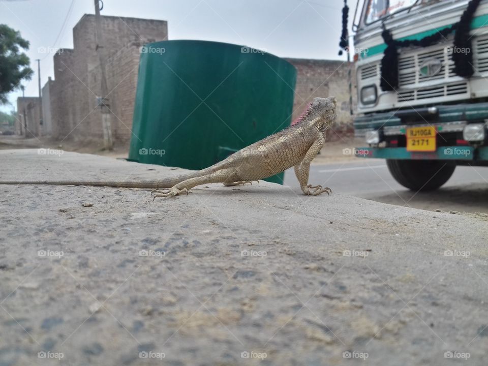 wow! Reptile sit on land.