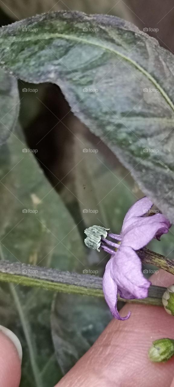 chile flores en purpura el color byoode y labestia