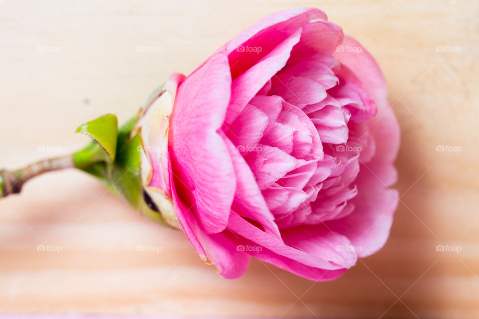 Plant portrait - image of pink flower