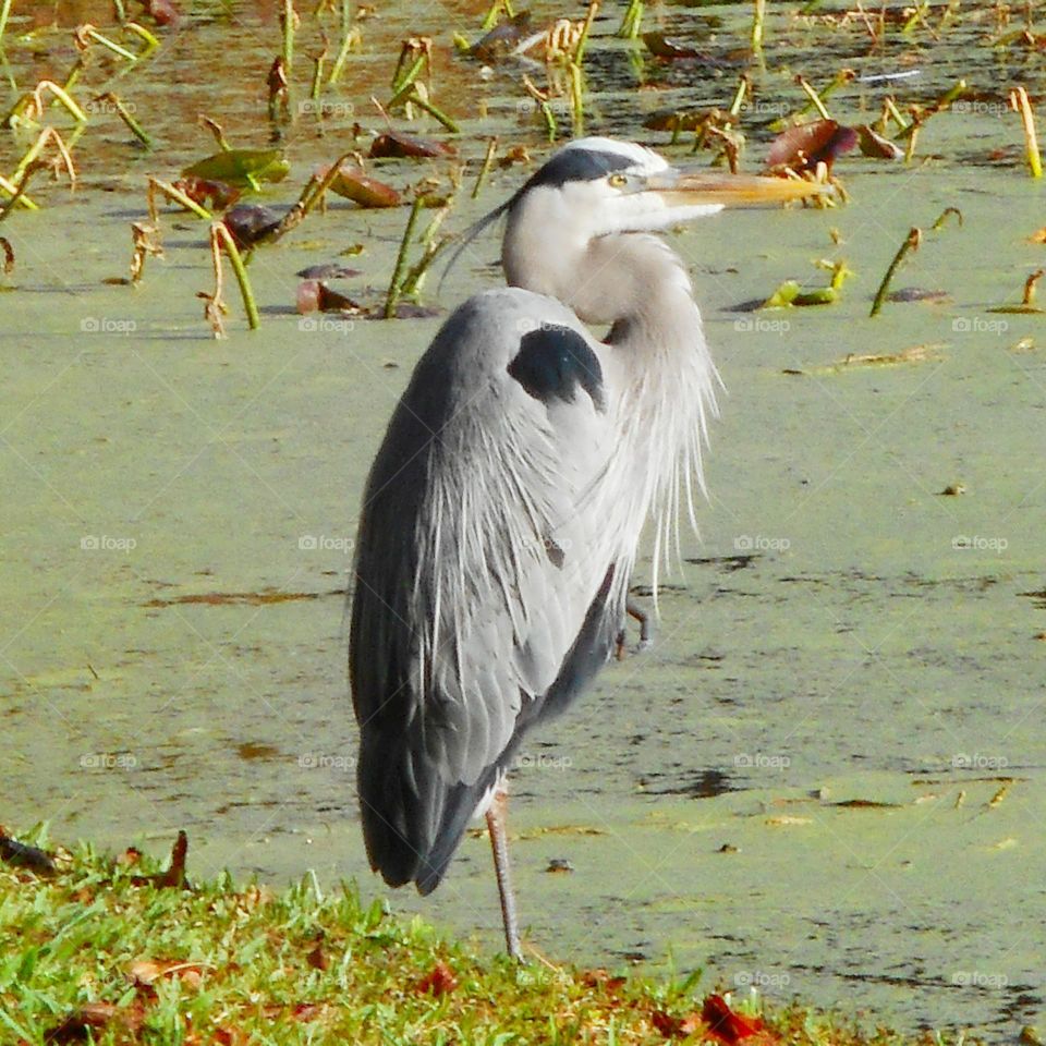 A great heron stands on the banks of the lake and looks out over the water at Lake Lily Park in Maitland, Florida.