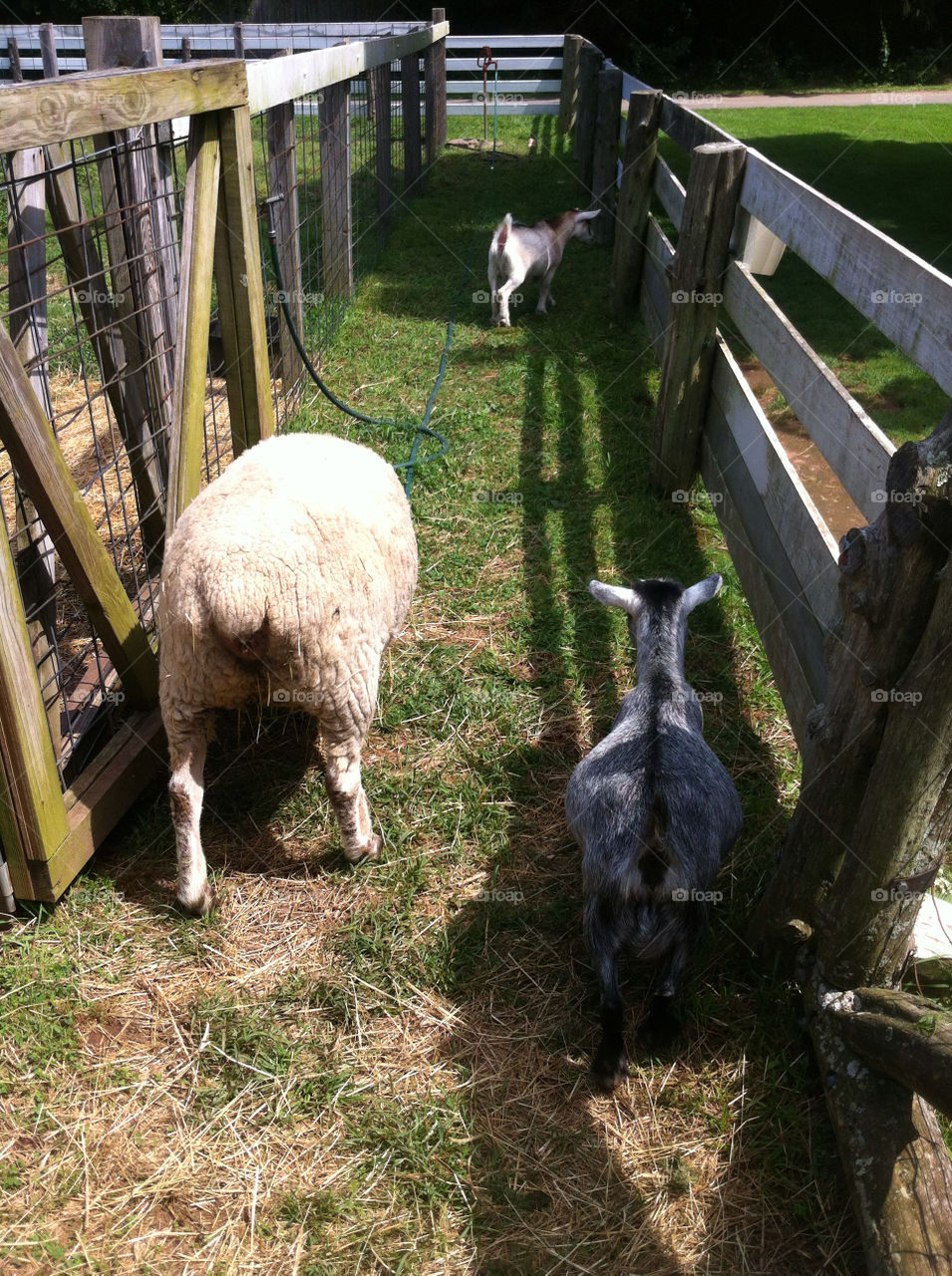 fence animals farm goat by kelliemo