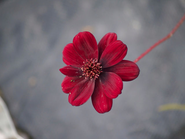 Sommarnblomma