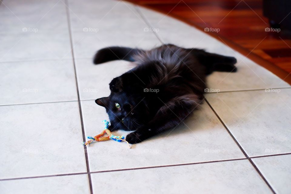 Cat playing with toy