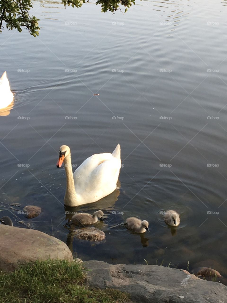 Swan with her ducklings on the water in the Freetown of Christiania in Copenhagen, Denmark. 